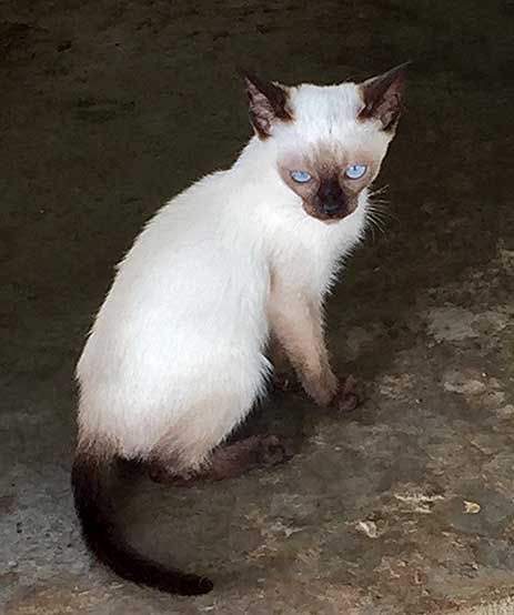 Thai Siamese Cats