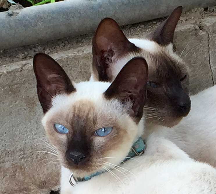 Siamese Cats blue eyes