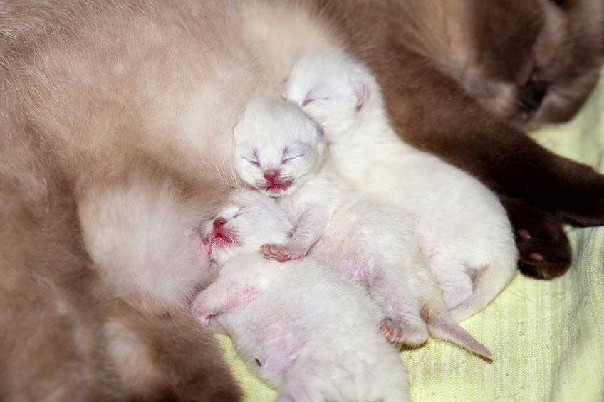 Newborn Siamese kittens