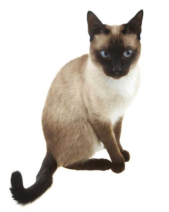 What do Siamese Cats look like